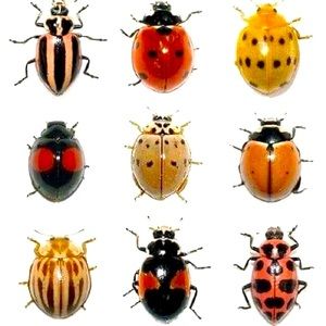 Meet your Posher, Siouxsie